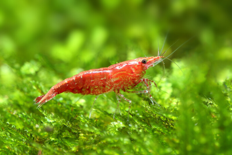 Cherry shrimp / Neocaridina shrimp - Care guide » Petsoid