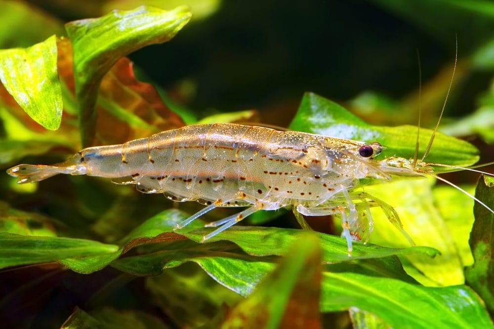 amano-shrimp-get-rid-of-your-algae-s-care-guide-petsoid