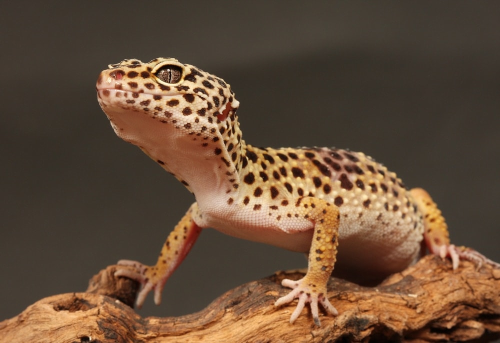leopard gecko in living room