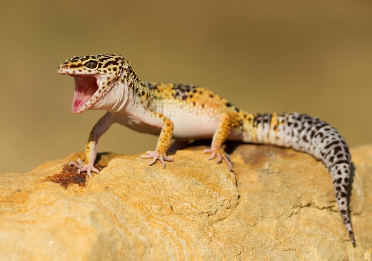 Leopard Gecko Care Guide & Price » Petsoid