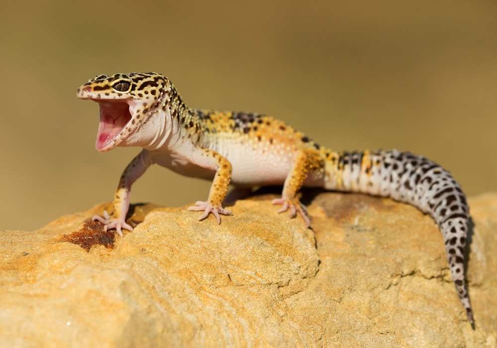 Leopard Gecko Care Guide & Price » Petsoid