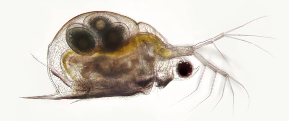 daphnia sea monkeys daphnia sea monkeys