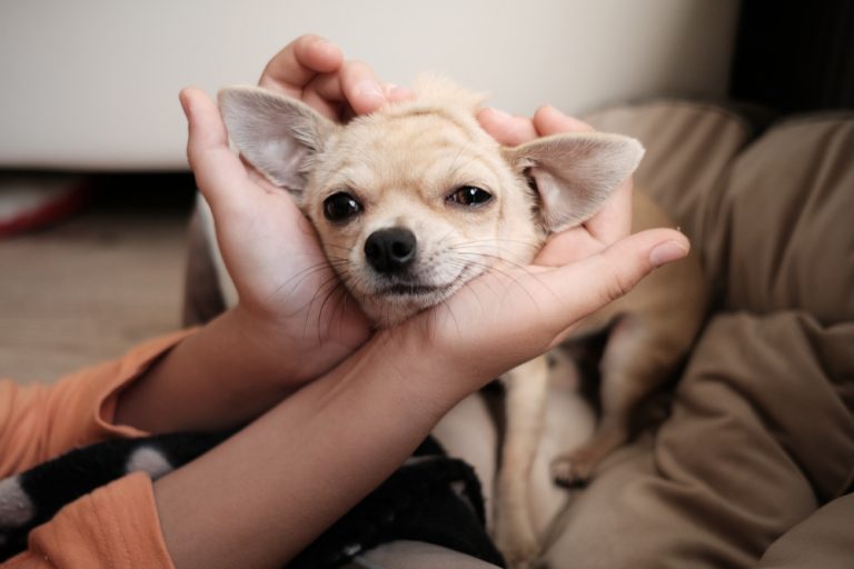 Why Do Chihuahuas Shake So Much? » Petsoid