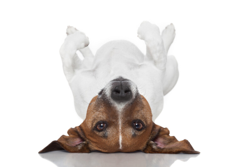 Why Do Dogs Lie on Their Backs? » Petsoid