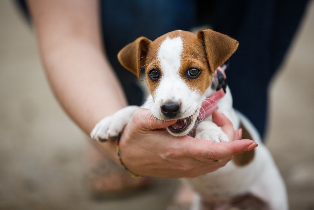 terrier biting