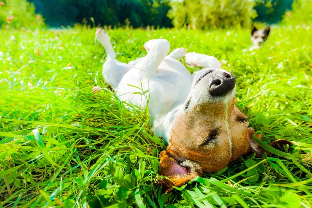 Why Do Dogs Lie on Their Backs? » Petsoid