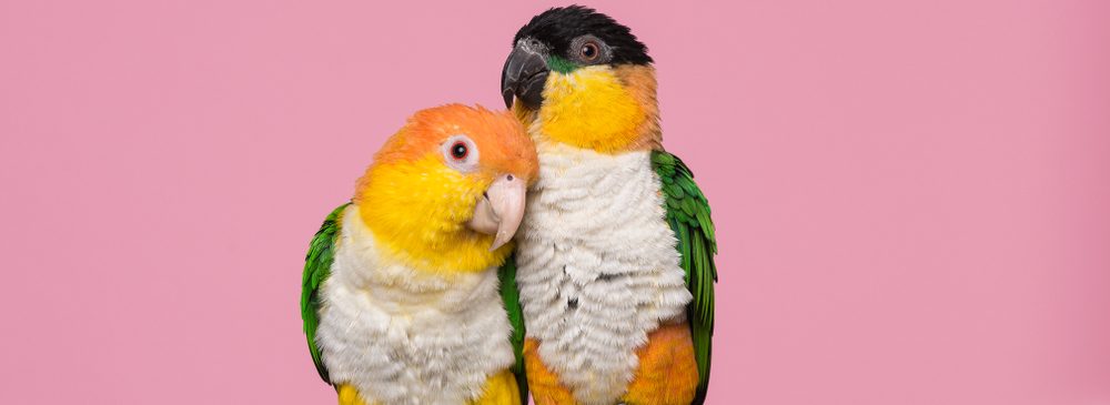 caique stuffed animal