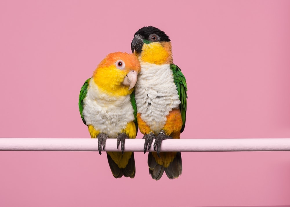 Caique Care Guide Types, Lifespan & More » Petsoid