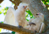 Goffins Cockatoo Care Guide - Diet, Lifespan & More