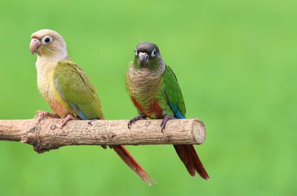 two Green Cheeked Conure