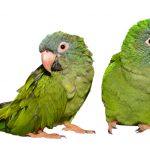 two blue crowned conures