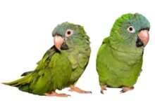 Blue Crowned Conure Care Guide - Diet & Lifespan