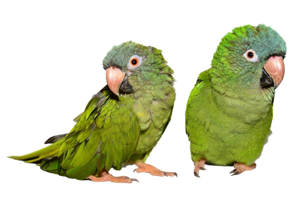 two blue crowned conures