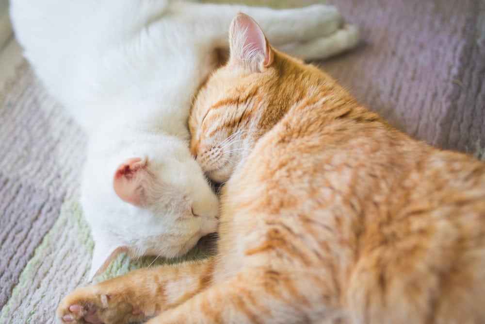 How Often do Cats go into Heat? Petsoid