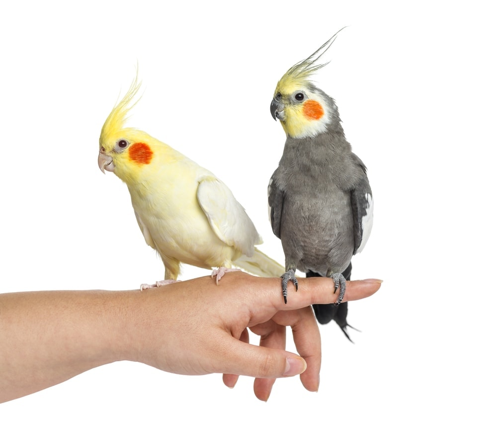 oldest living cockatiel