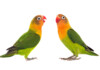 Lovebird Care Guide - Types, Lifespan & More