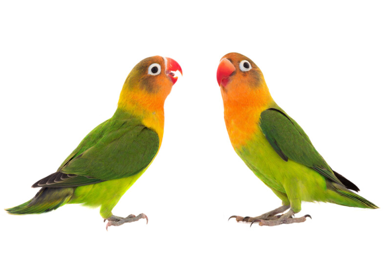 lovebird-care-guide-types-lifespan-more-petsoid