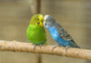 How Long Do Parakeets live on Average?