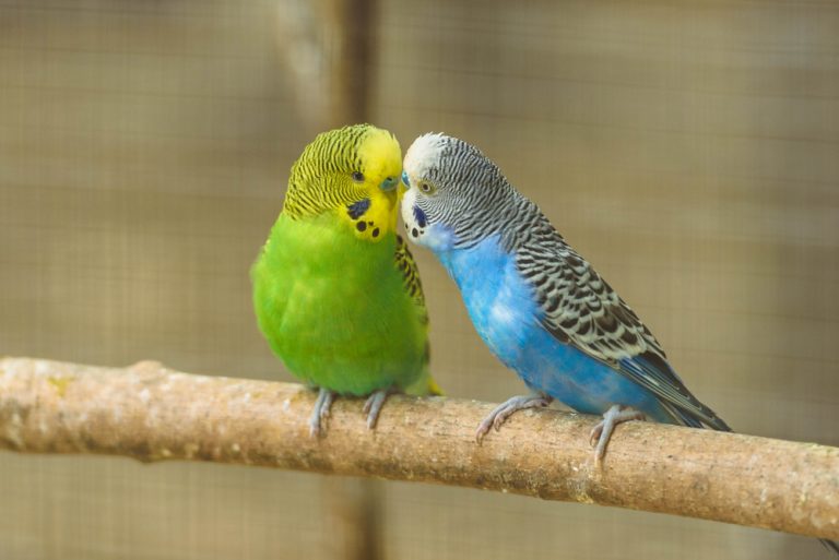 how-long-do-parakeets-live-on-average-petsoid