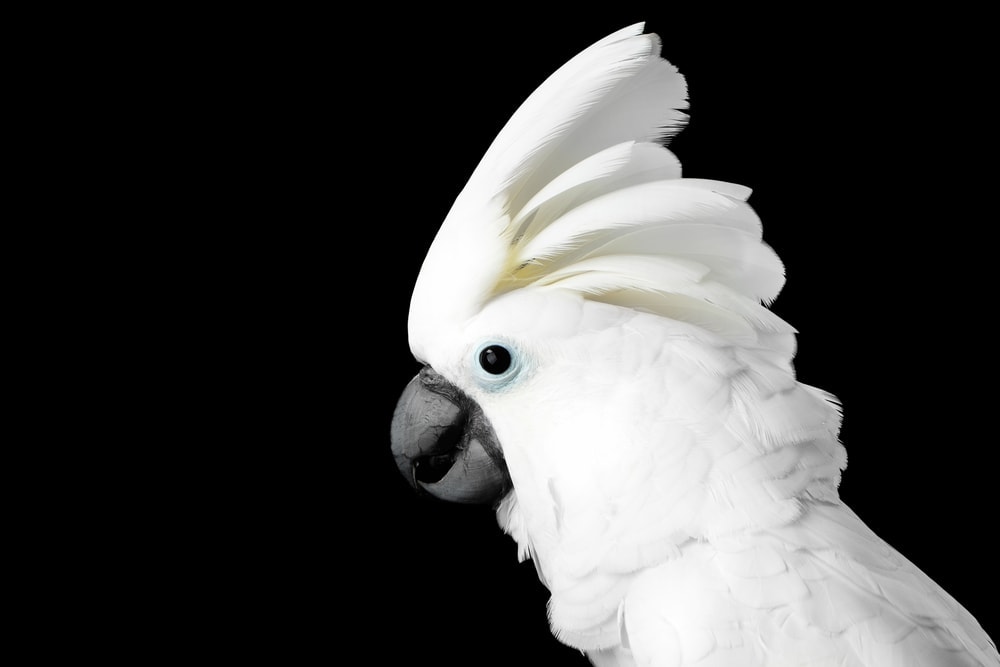 umbrella cockatoo black background