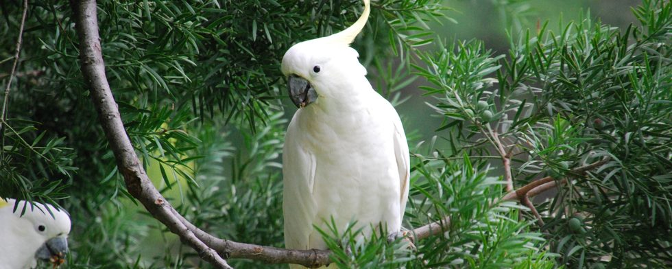 umbrella cockatoo lifespan in wild
