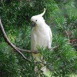 umbrella cockatoo in the forest