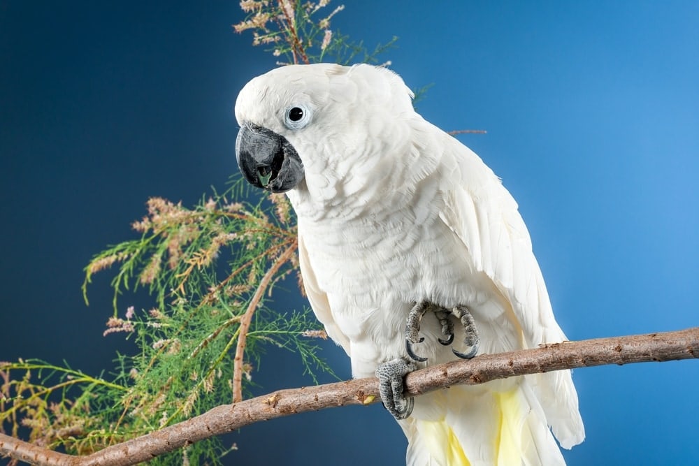 umbrella cockatoo on stick