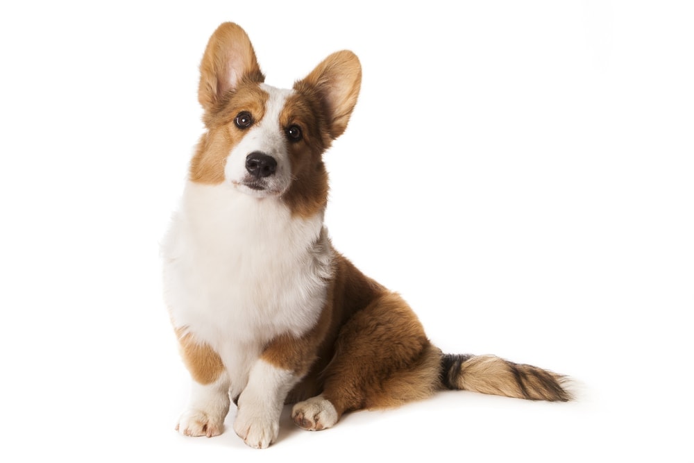 welsh corgi cardigan