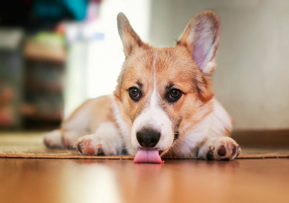 welsh corgi licking floor