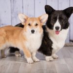 welsh corgi pembroke and cardigan together