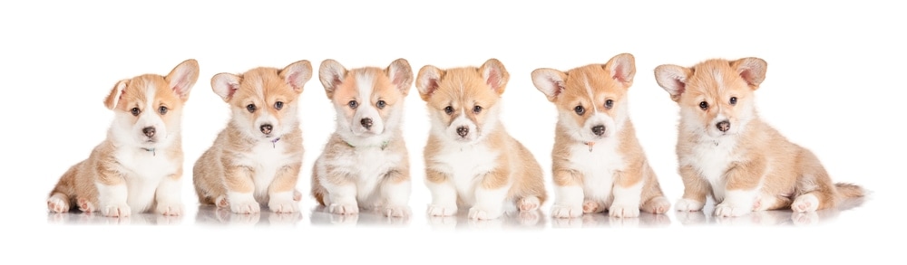 welsh corgi pembroke puppies