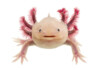 Axolotl Color Guide: Different Types & Information