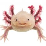 white Axolotl