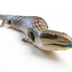 white bg Blue Tongue Skink