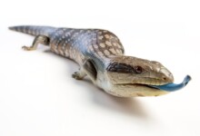 Blue Tongue Skink Care Guide & Price