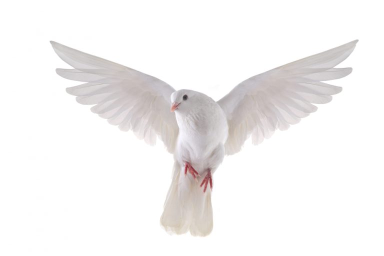 Dove Care Guide Types, Lifespan & More » Petsoid