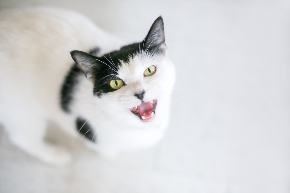 white meowing cat