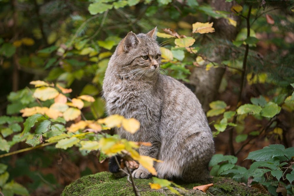 What Do Cats Eat In The Wild Petsoid