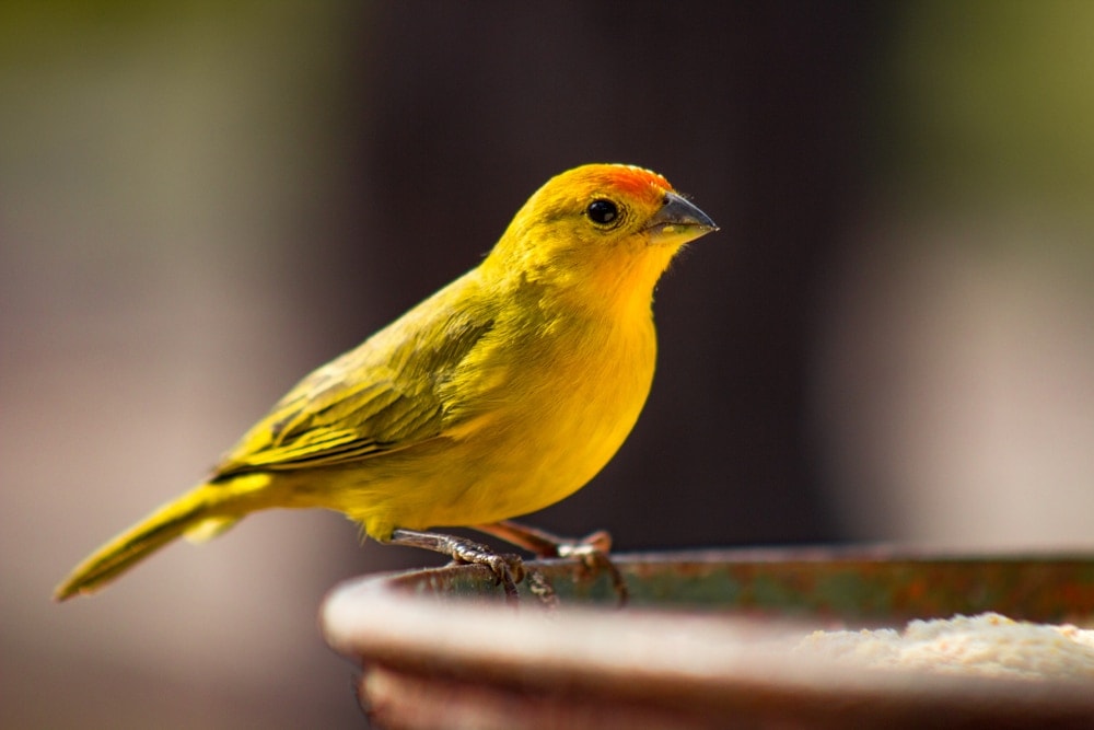 yellow canary bird