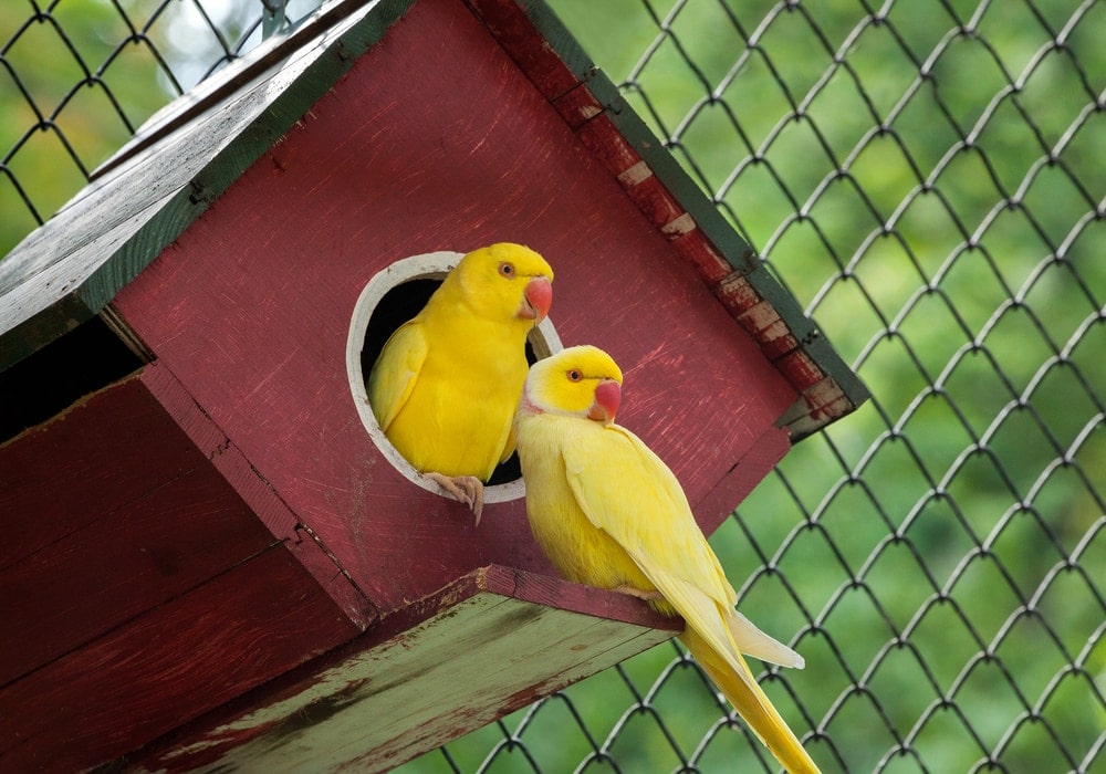 yellow canary birds