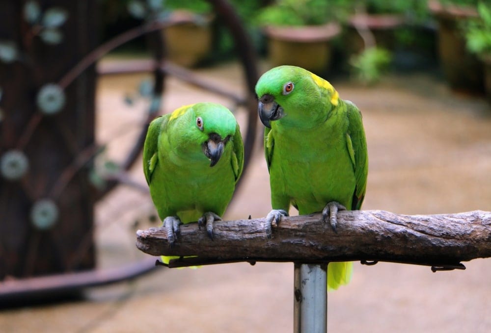 yellow naped Amazon parrot couple