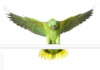 Yellow-Naped Amazon Parrot Care Guide & Info
