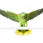 yellow naped Amazon parrot flying 1