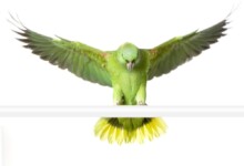 Yellow-Naped Amazon Parrot Care Guide & Info