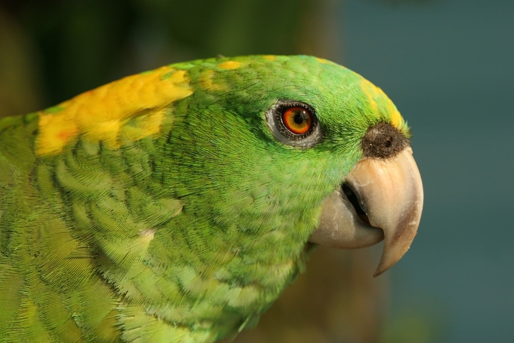 yellow naped Amazon parrot portrait