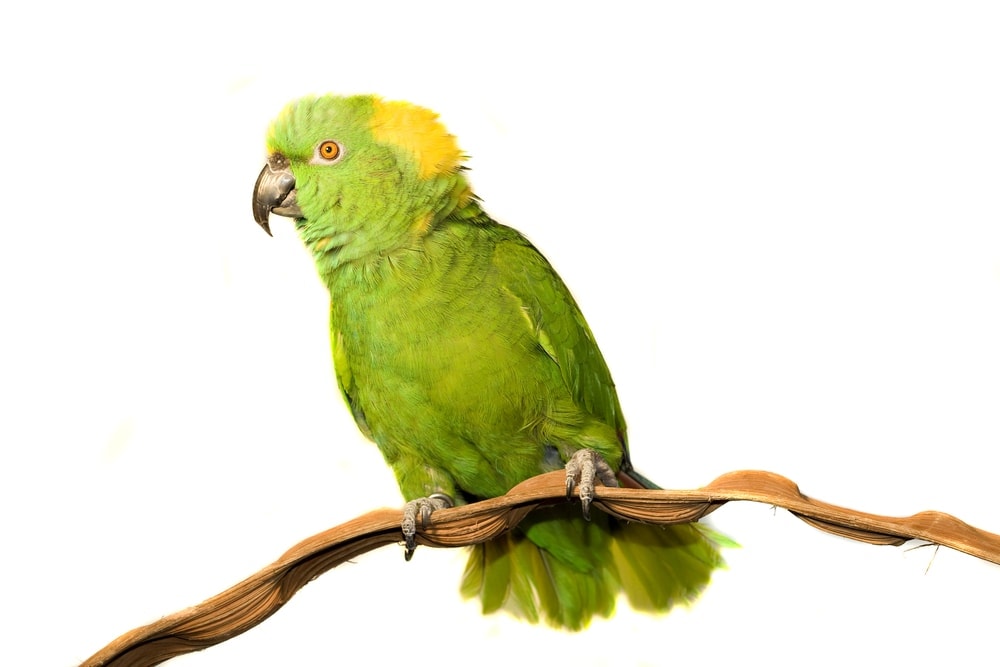 yellow naped Amazon parrot white background