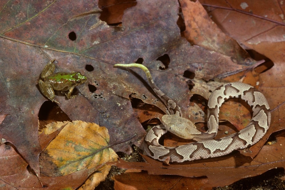 young copperhead