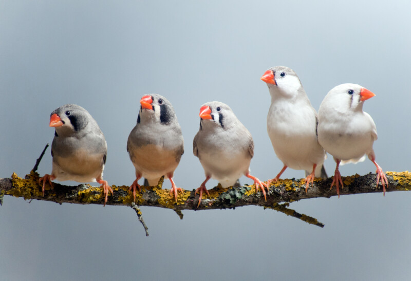 Zebra Finch Care Guide Diet, Lifespan & More » Petsoid