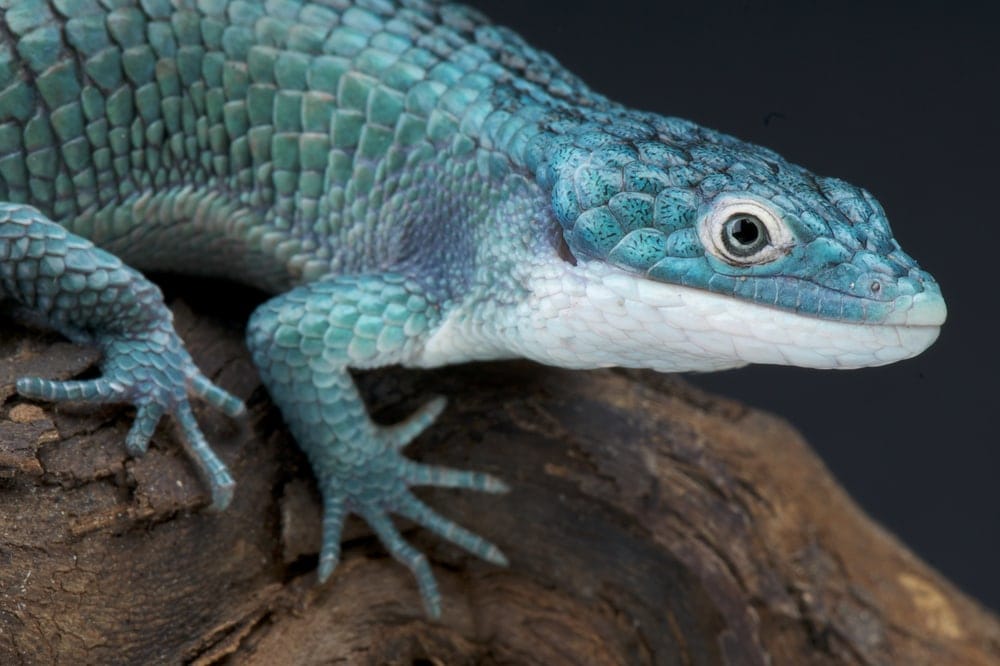 Abronia Arboreal Alligator Lizard