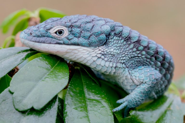 Abronia Arboreal / Alligator Lizard Care Guide » Petsoid